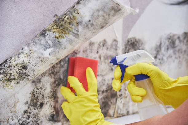 Best Biohazard Mold Removal  in Plandome, NY