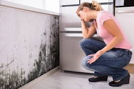  Plandome, NY Mold Inspection Pros